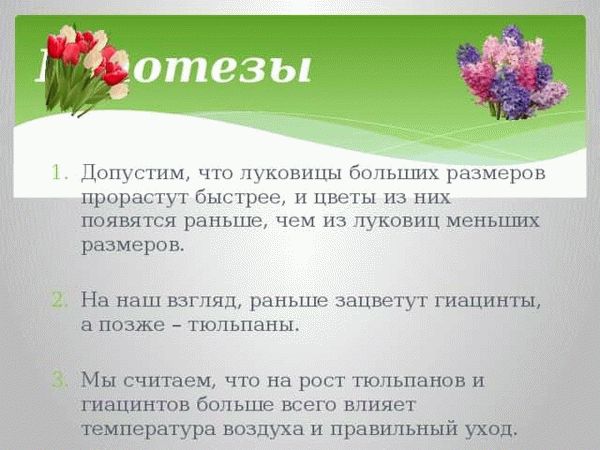 Особенности выращивания тюльпанов