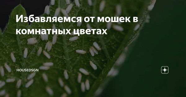 Народные средства от мошек в цветах