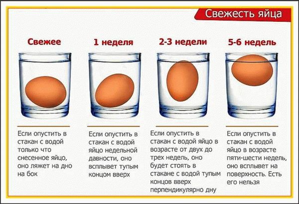 Сырые перепелиные яйца: как долго их хранить