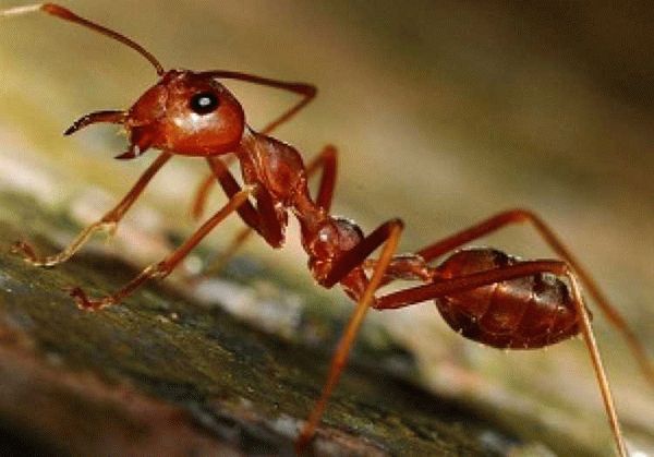 Методы действия при появлении рыжих муравьев в помещении